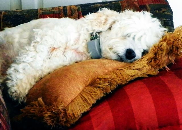 Sophie sleeps