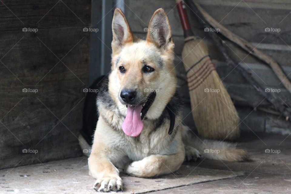 Gorgeous German shepherd resting on the porch. 