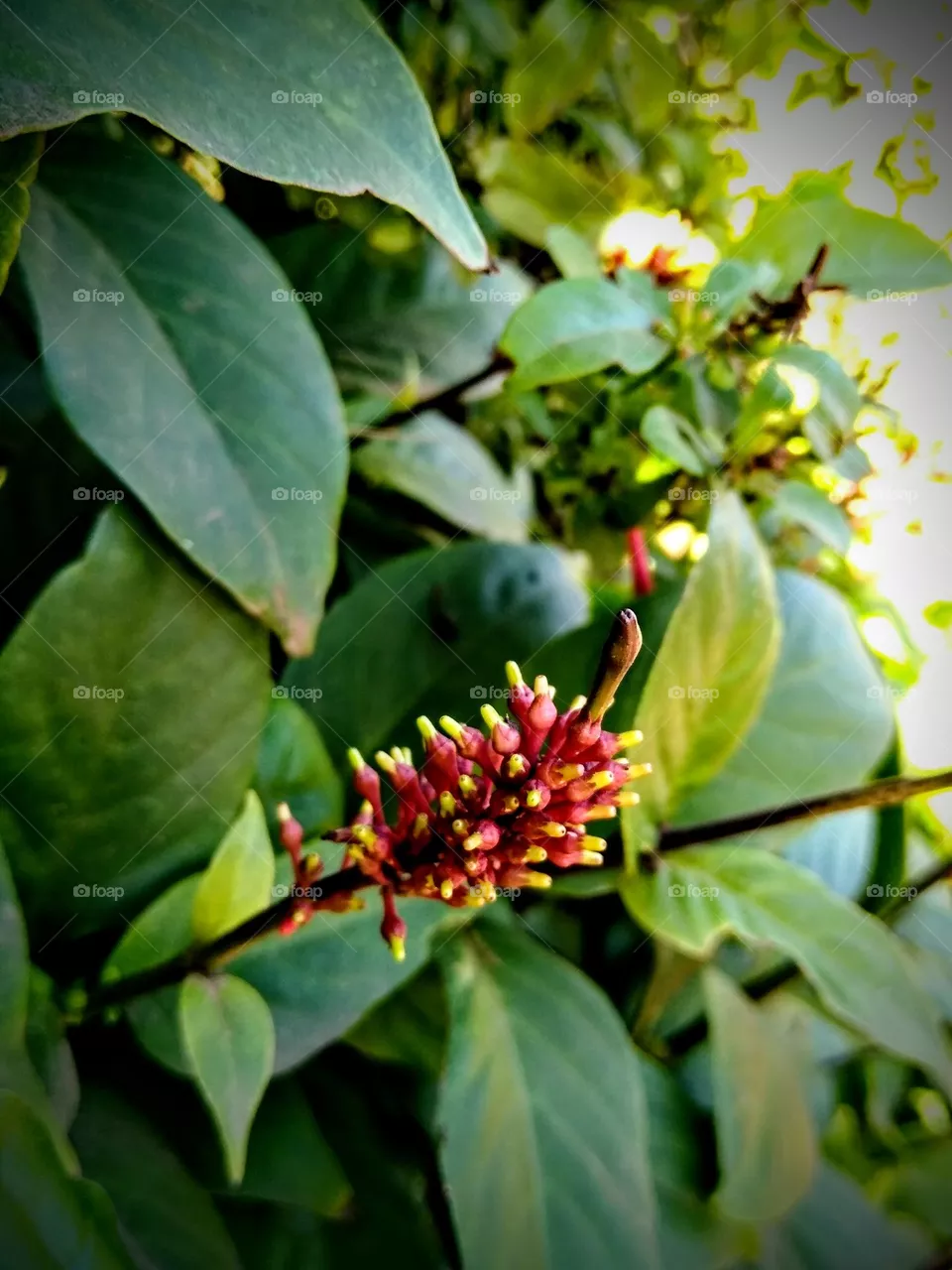 Hojas