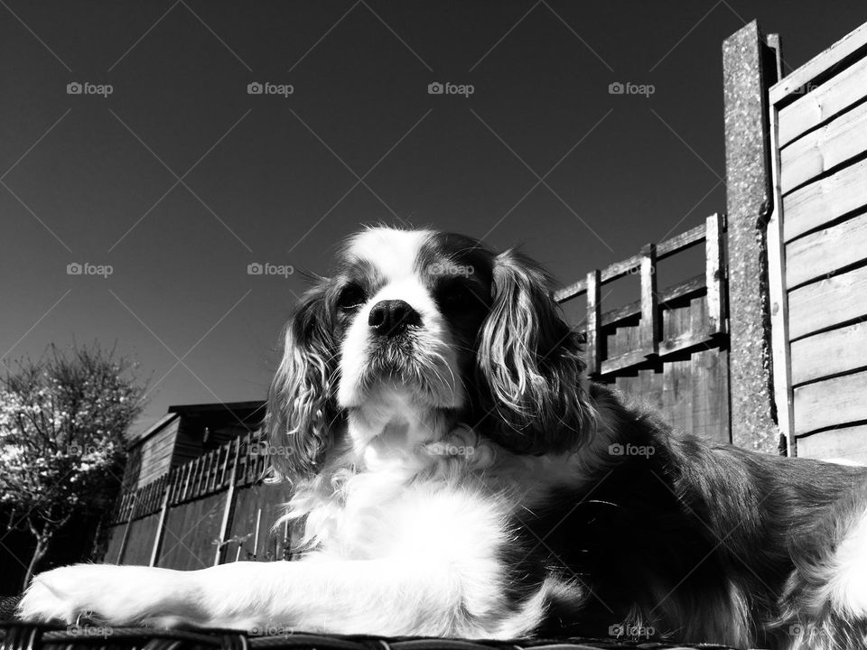 They normally have to look up to us, sometimes we must look up to them. A beautiful angle. My gorgeous cavalier King Charles. 