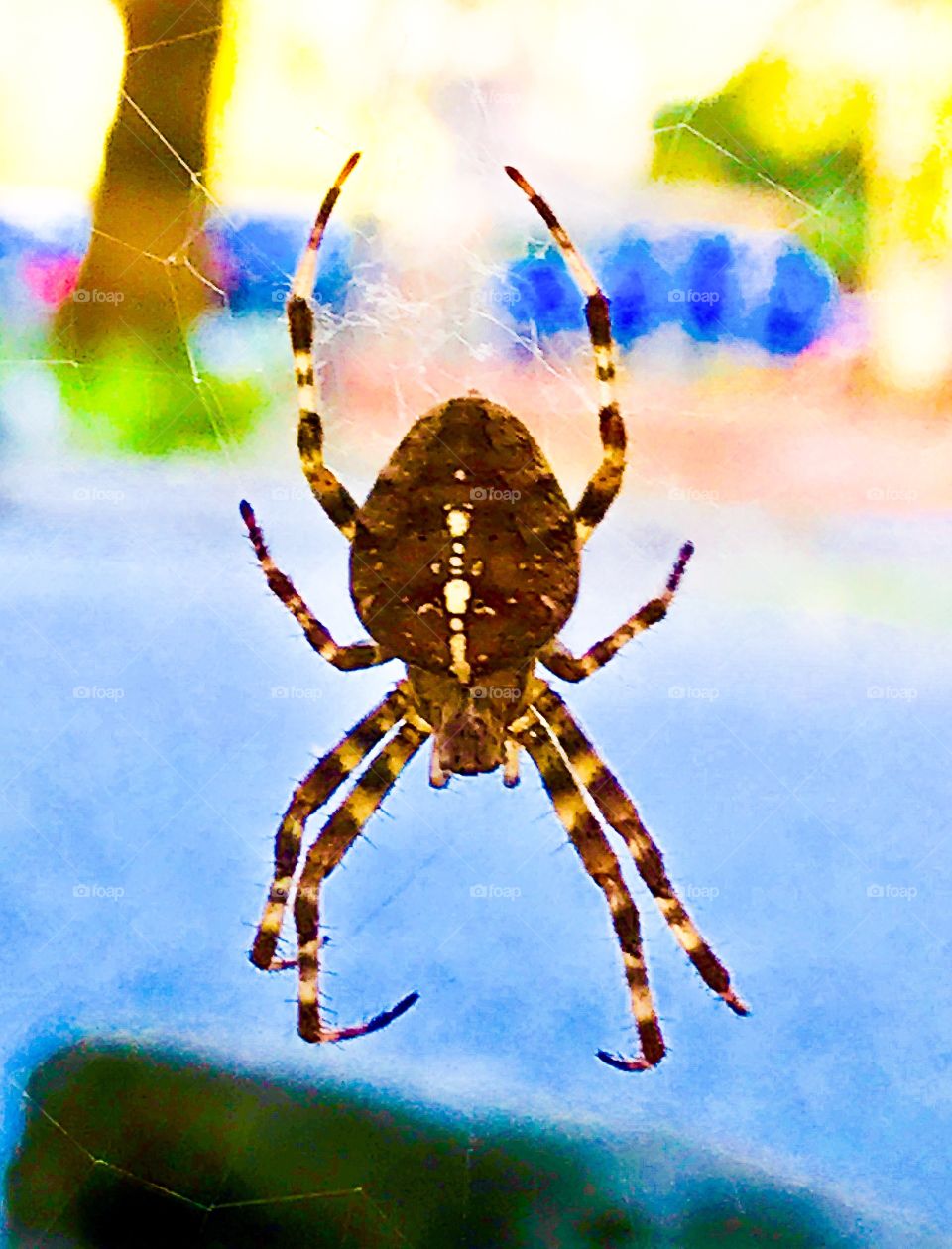 Closeup of spider clinging to web - colourful scene 