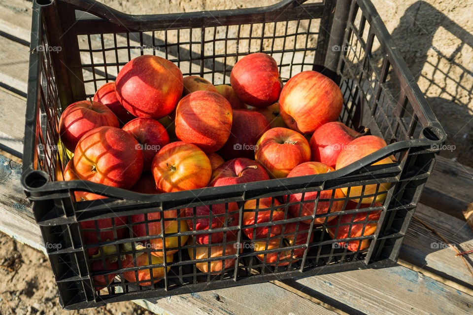 Harvest ripe juicy and tasty apples. Harvested juicy apples from fertile trees.