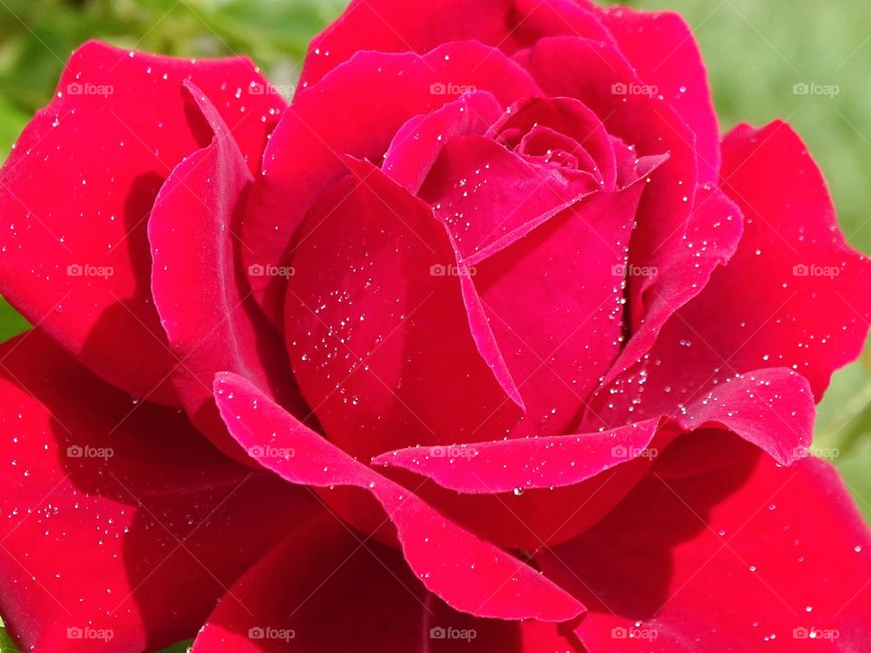 The beauty of the flowers