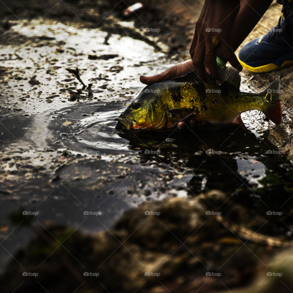 Exotic Peacock Bass Fish
