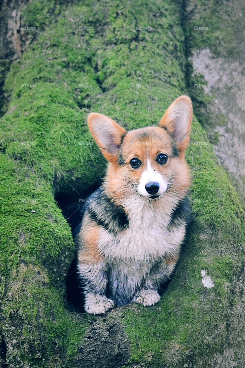 Dog in the tree