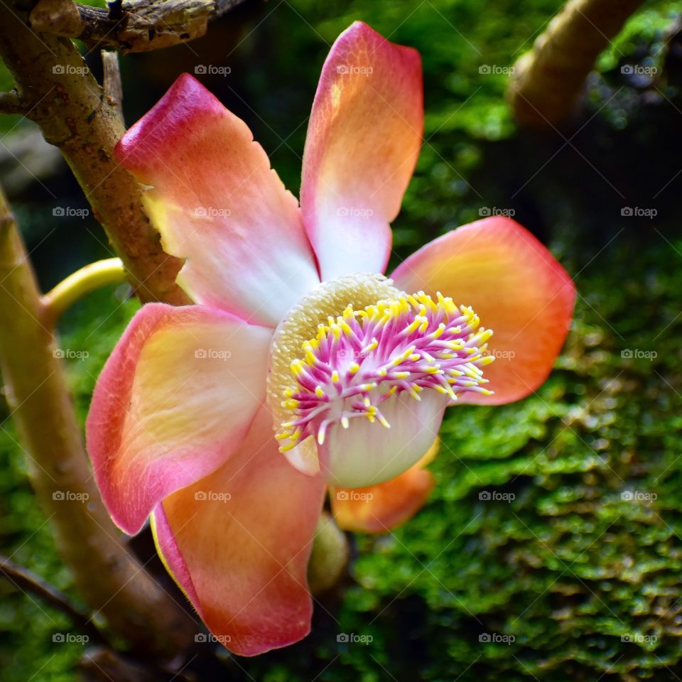 Colorful Blossom from a tropical tree that had round pods all along its trunk.