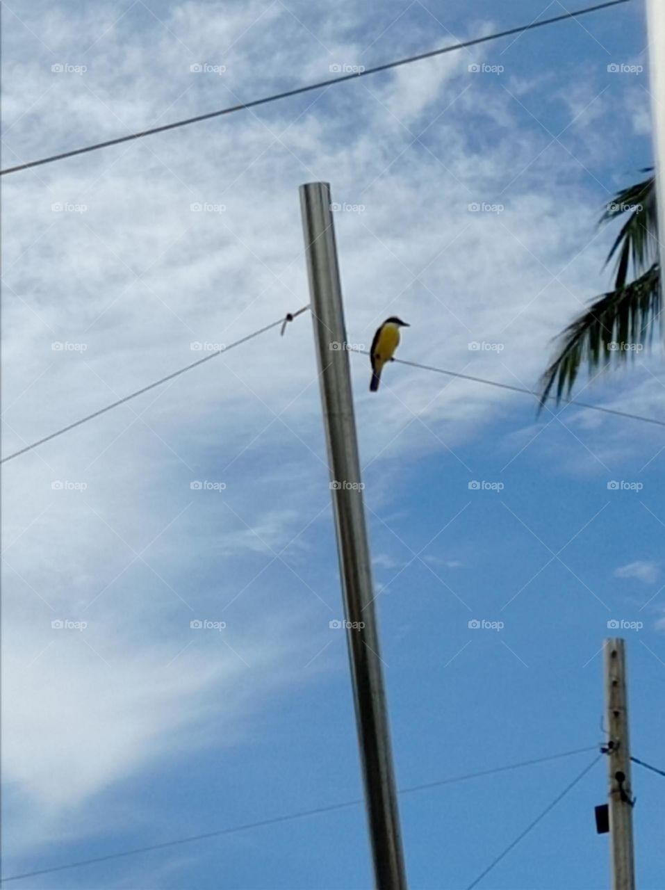 bird on the line / pájaro en el cable