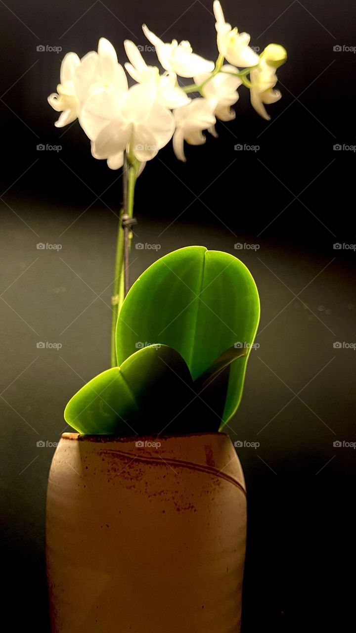 A beautiful half-light orchid in case of clay