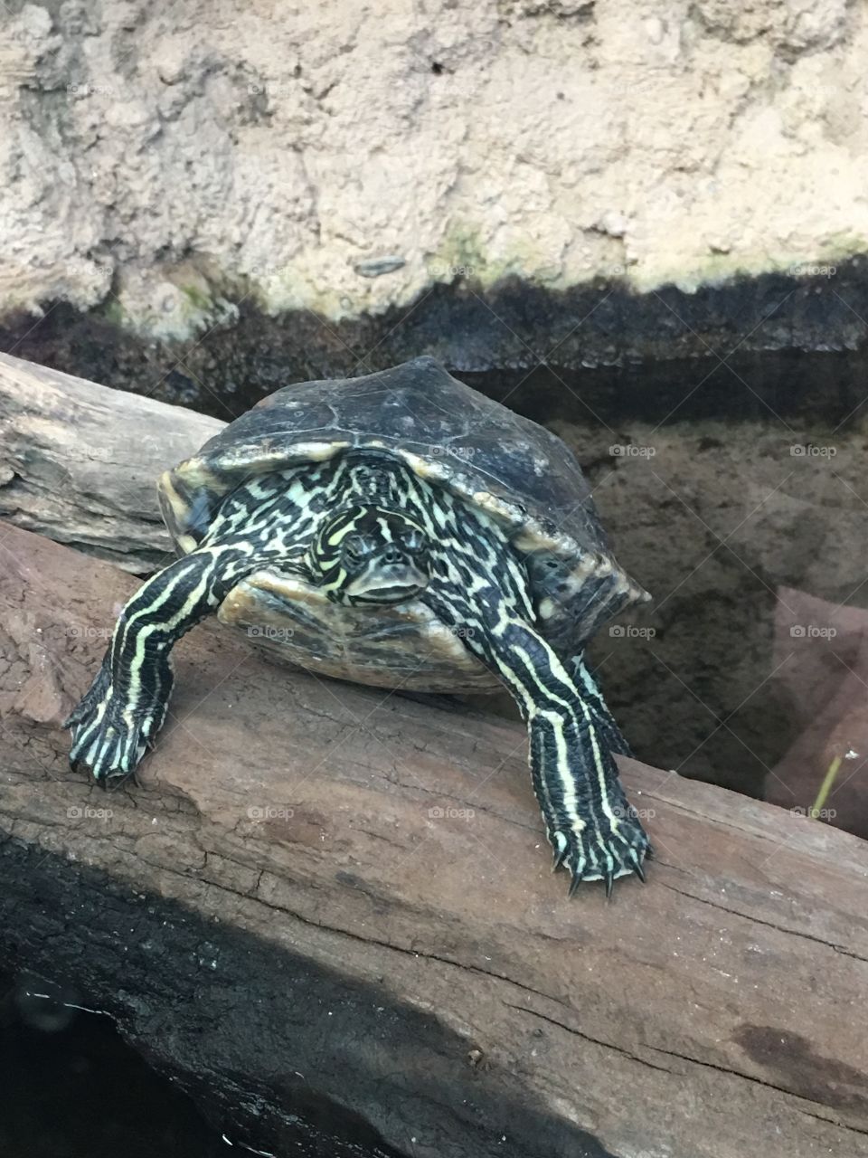 Turtle 