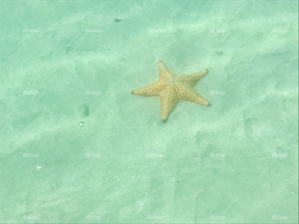 Starfish, panama, December 2016