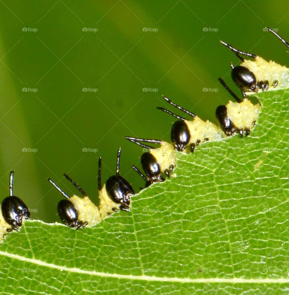 Oak worms on an oak leaf