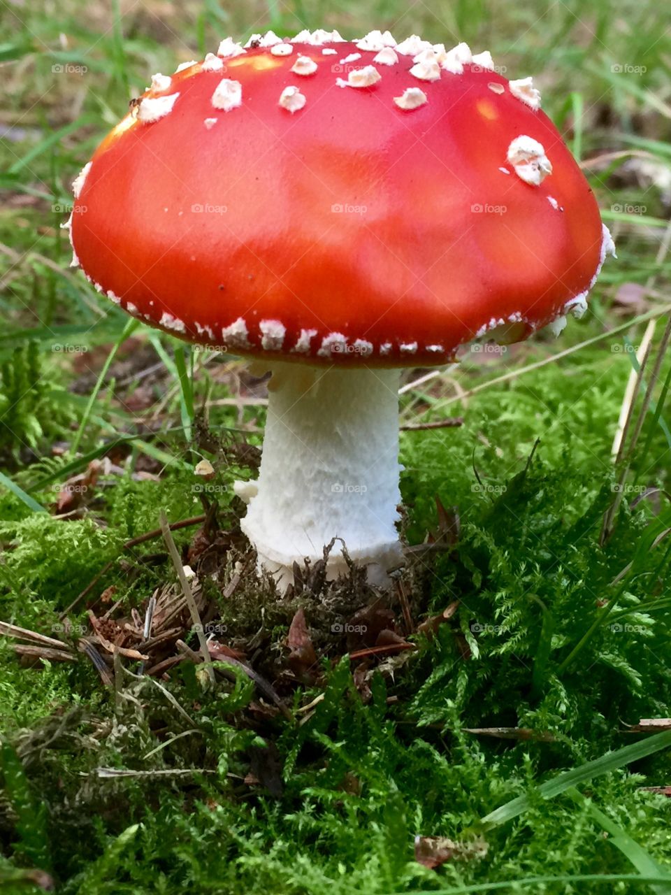 Fly agaric