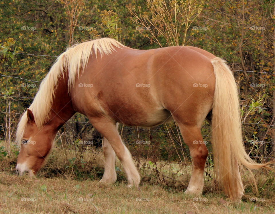 This is a pretty tan horse grazing in the field on a pretty autumn day in Tennessee.