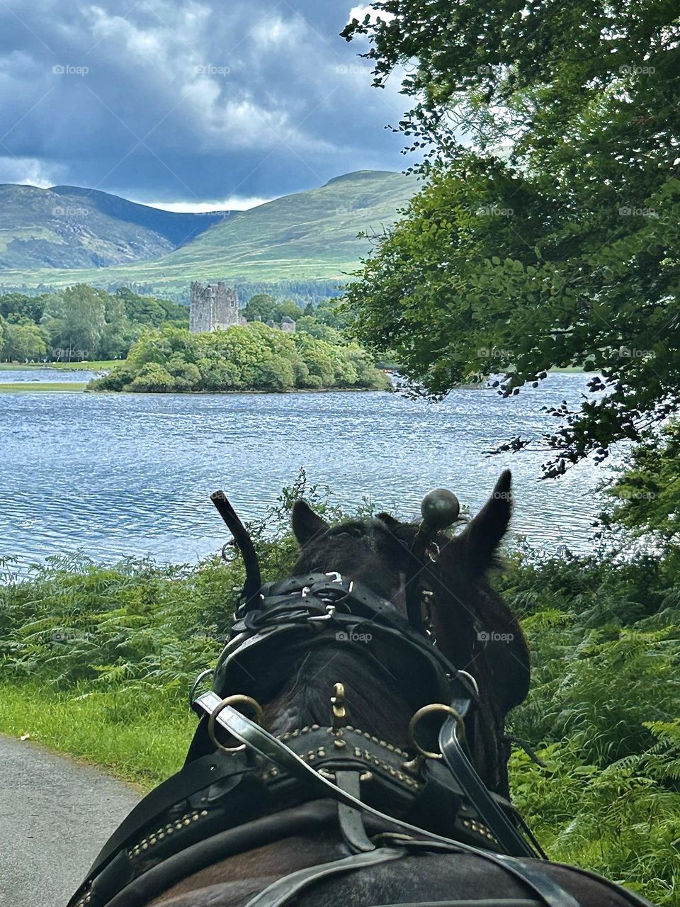 “Road to Ross Castle.” View over the head of a horse pulling a jaunting cart in Killarney National Park.