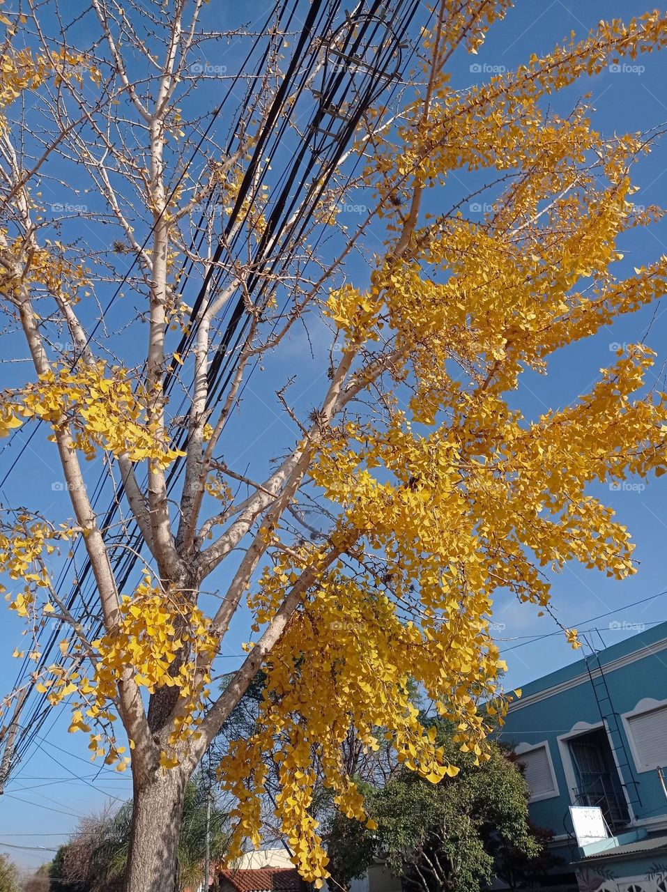 A Ginko tree beginning to loose it's leaves as they turn bright yellow.  Fall has arrived. They are beautiful against a blue sky.