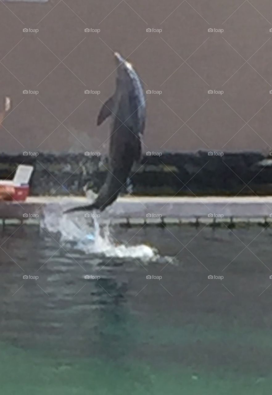 Dolphin Hawaii