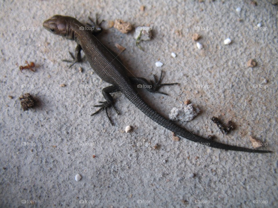 lizard reptile by juulli_ya