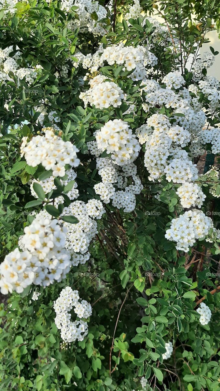 white flower buds