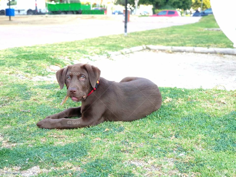 Pets#love#angel#play#cute#outdoors