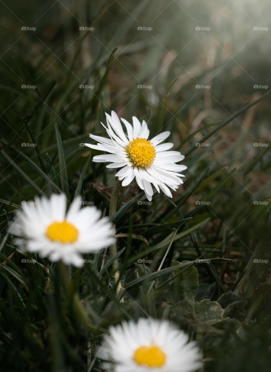 Closeup or macro of small white flowers