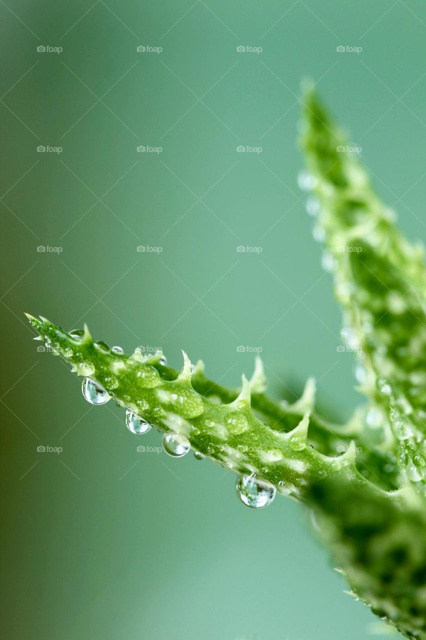 plant with raindrop