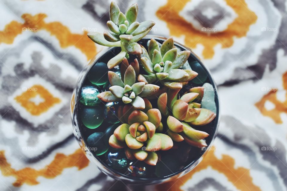 Succulents 