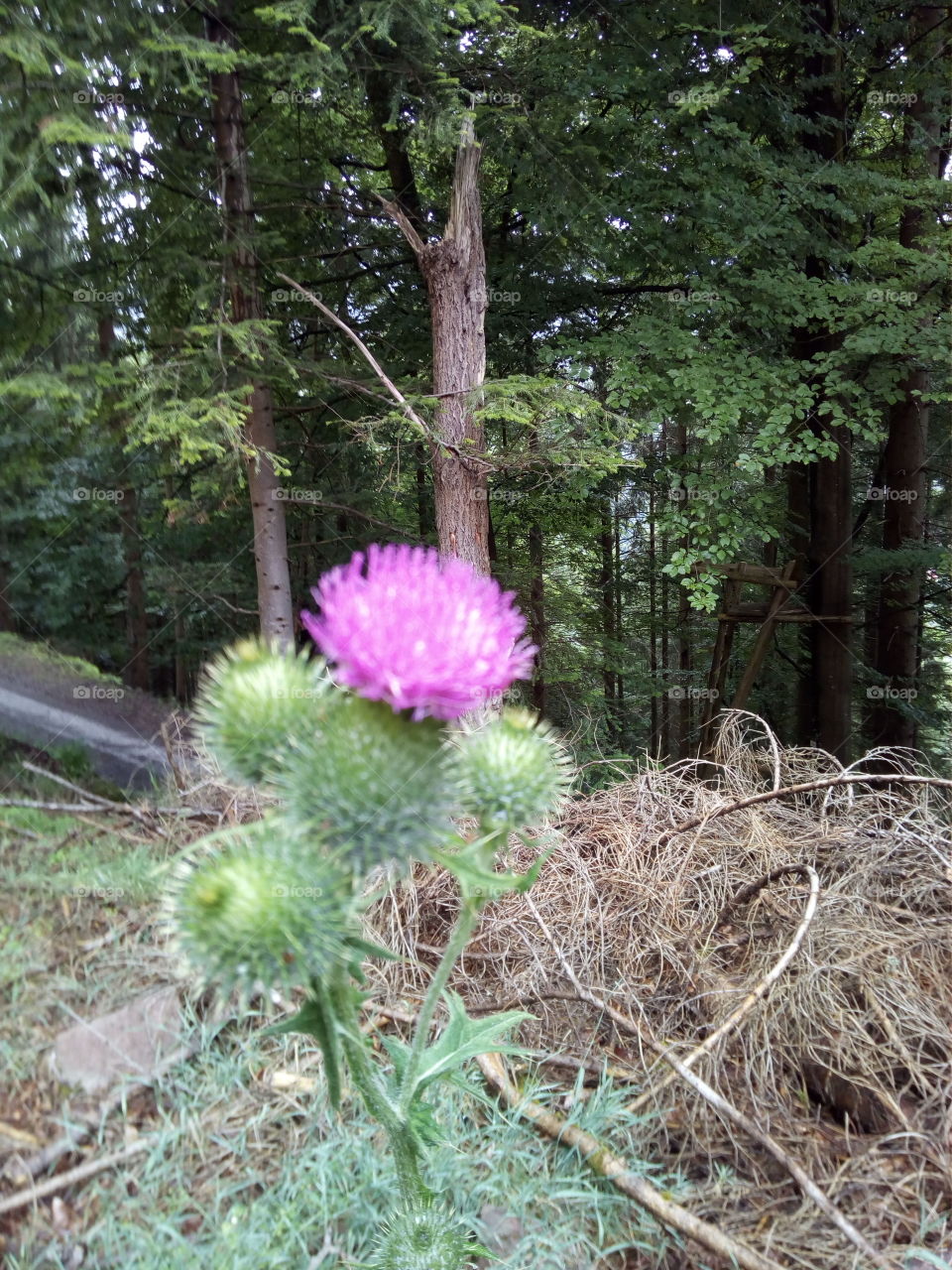 Schwarzwald in Bad Wildbad