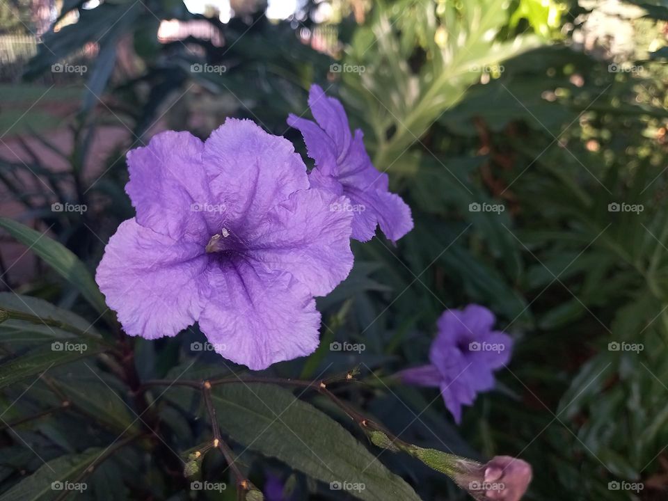 Mexican Petunia, a species of Wild Petunia.