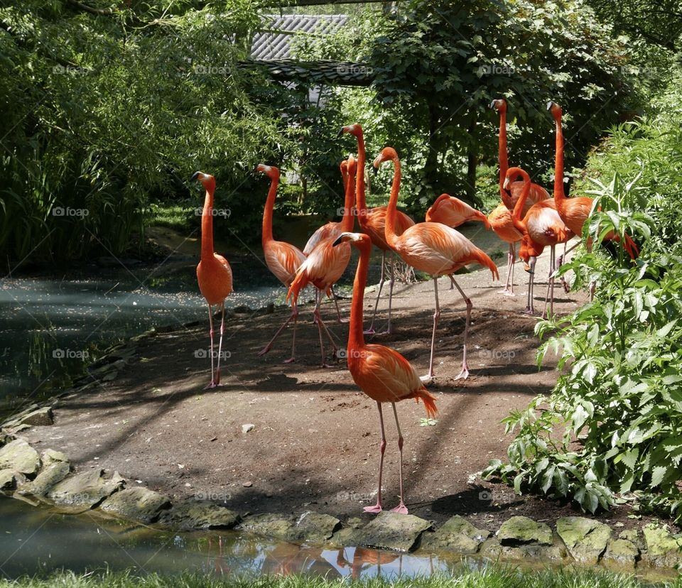 Flamingos in a zoo in Belgium
