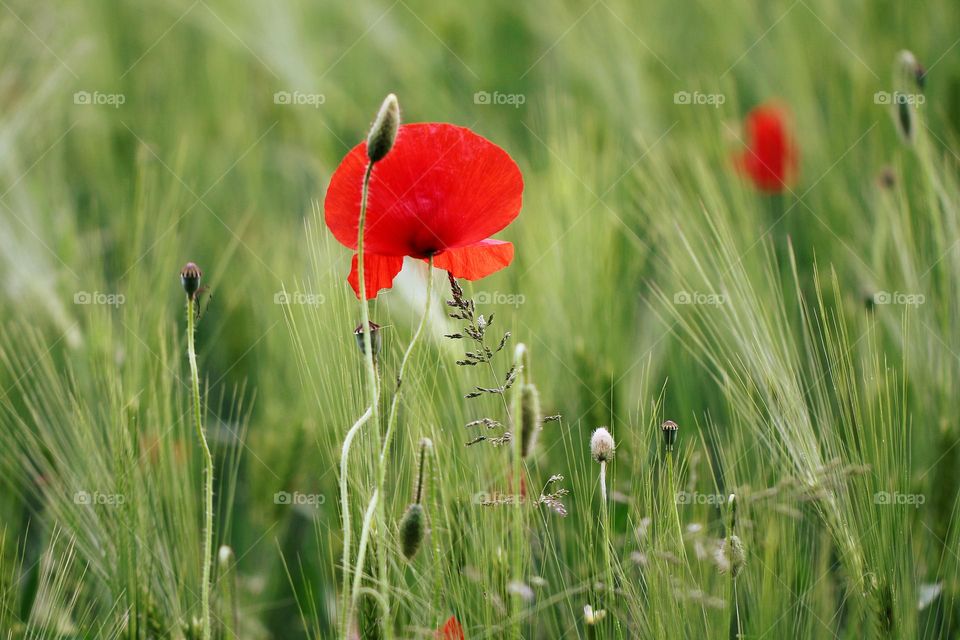 Mohn auf Feld