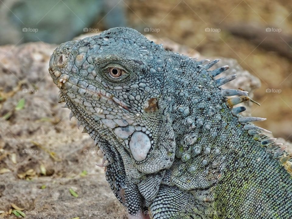 Iguana