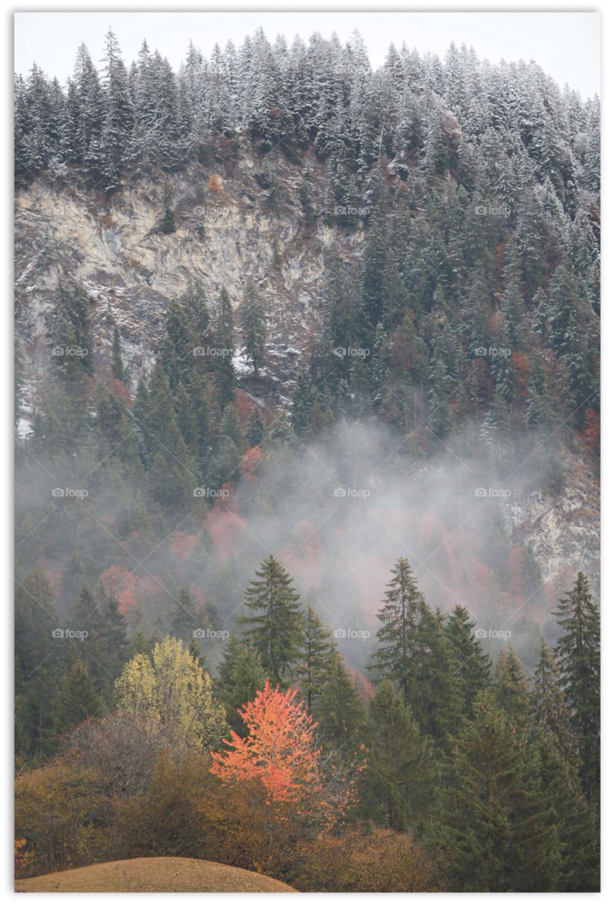 snow winter forest autumn by hoslo