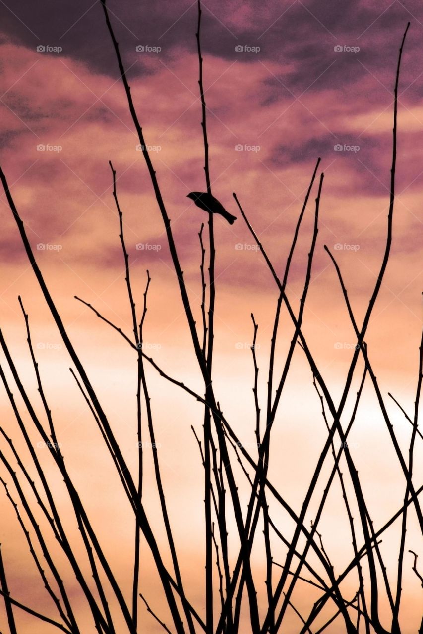 Silhouette of bird perching on plant
