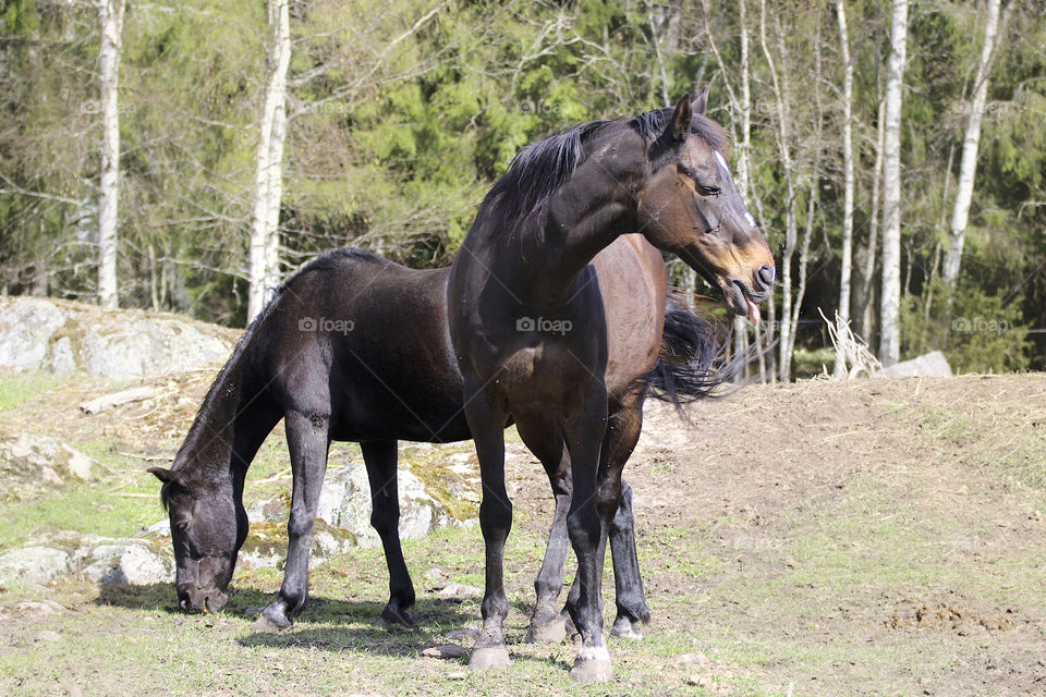 brown horses