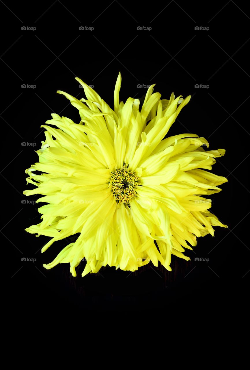 Yellow flower 