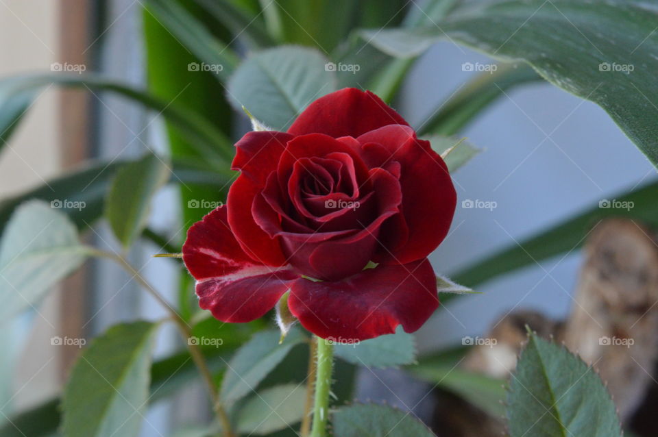 Close-up of a red flower