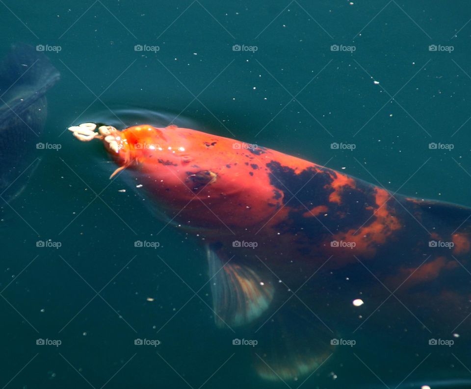 Koi Fish at Surface of Lake
