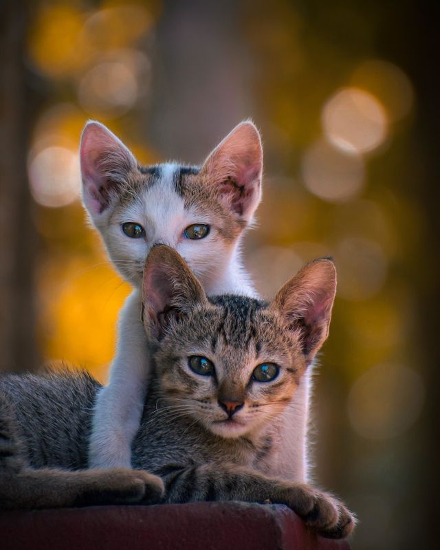 Cat lovers