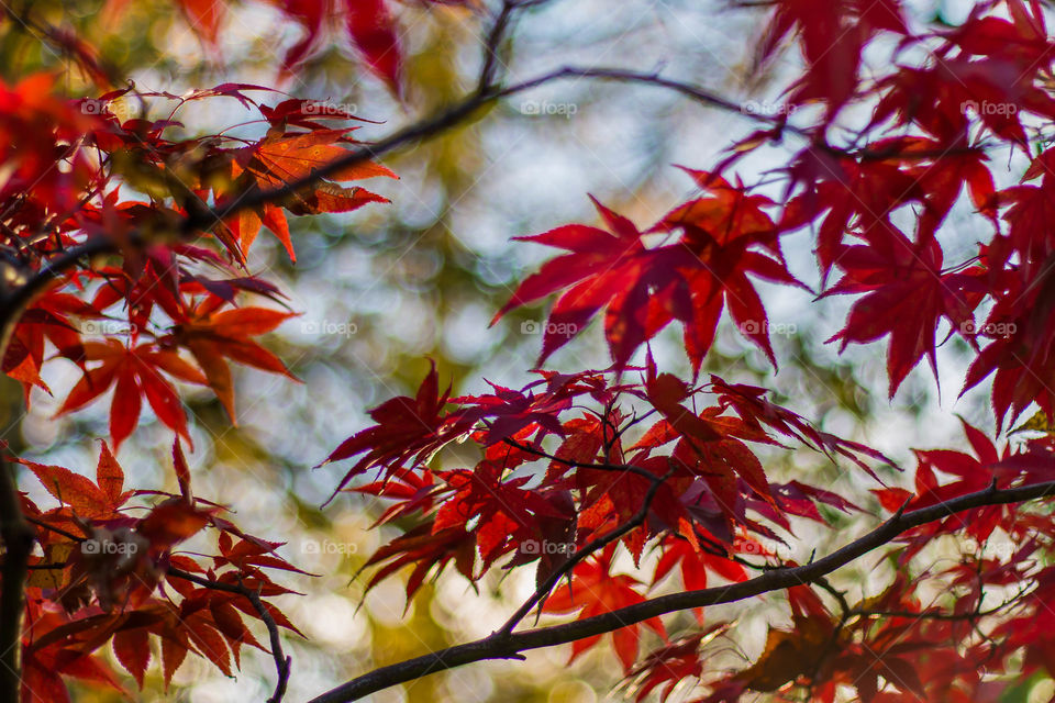 Colourful Maple Leaves