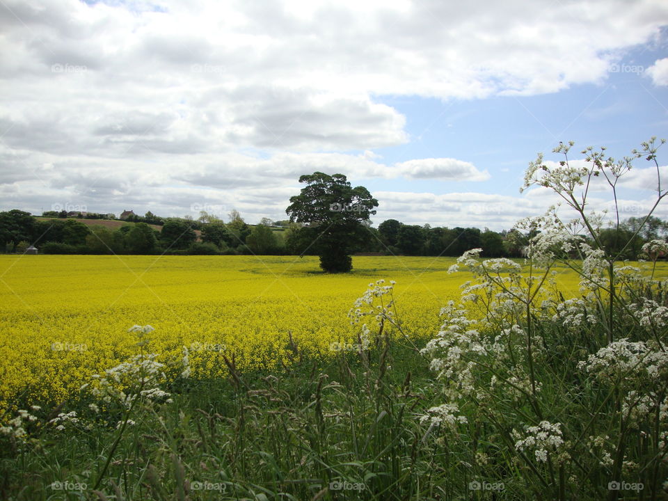 The Tree. Yellow oil seed rape field ..