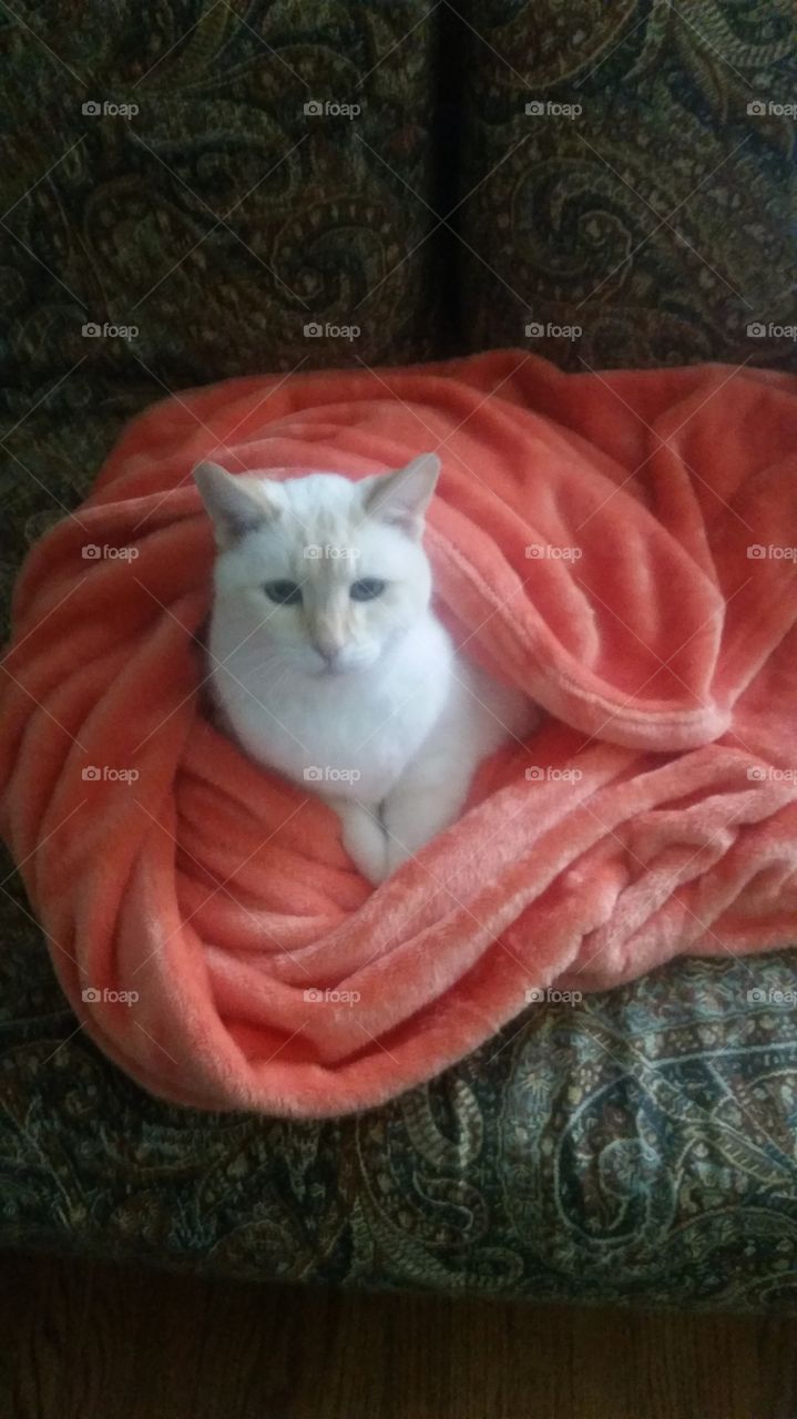 Cat in a blanket