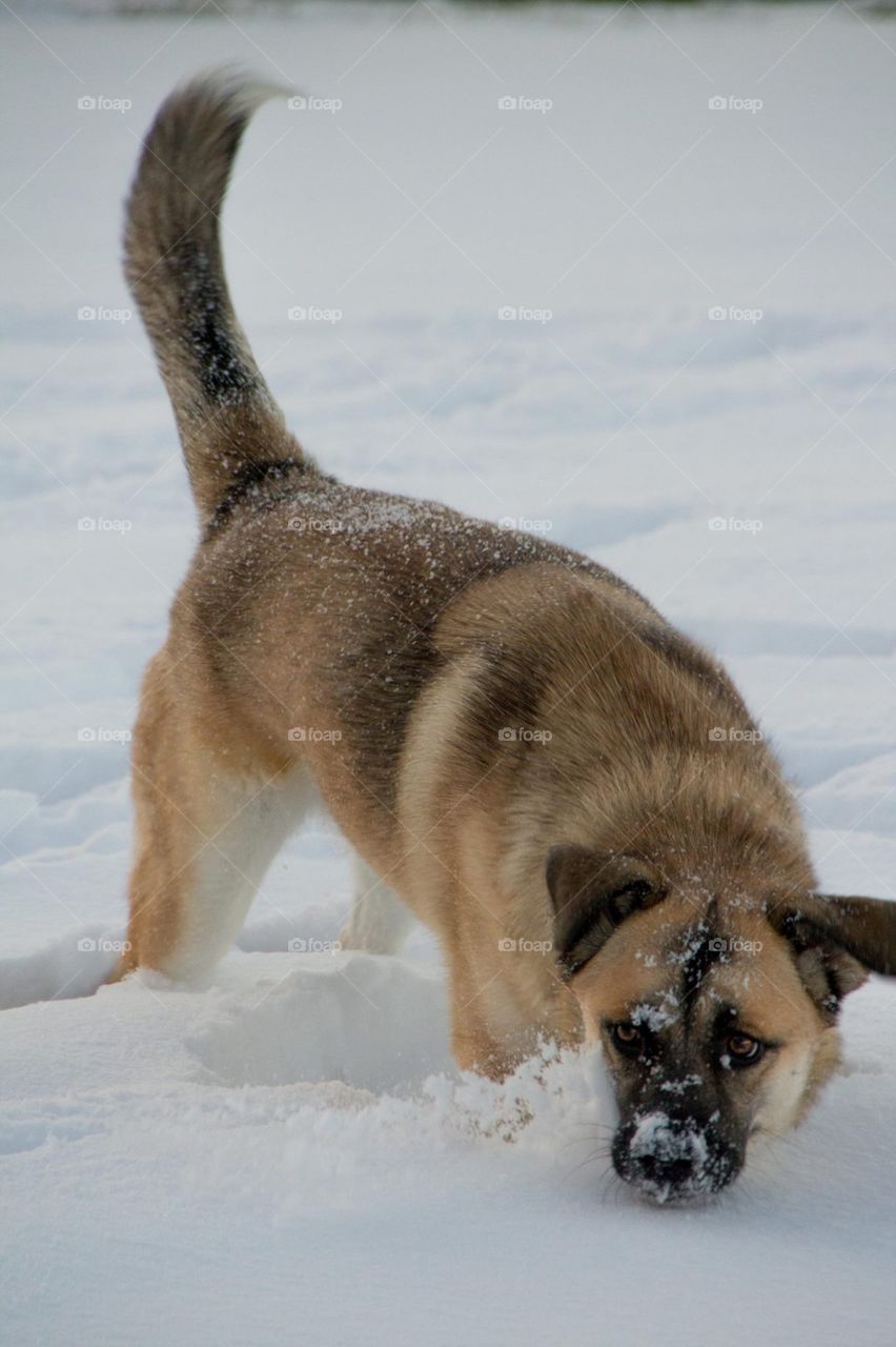 Taken during a Colorado winter, this photo features a formerly homeless German Shepherd / Red Heeler rescue pup playing in the snow. 