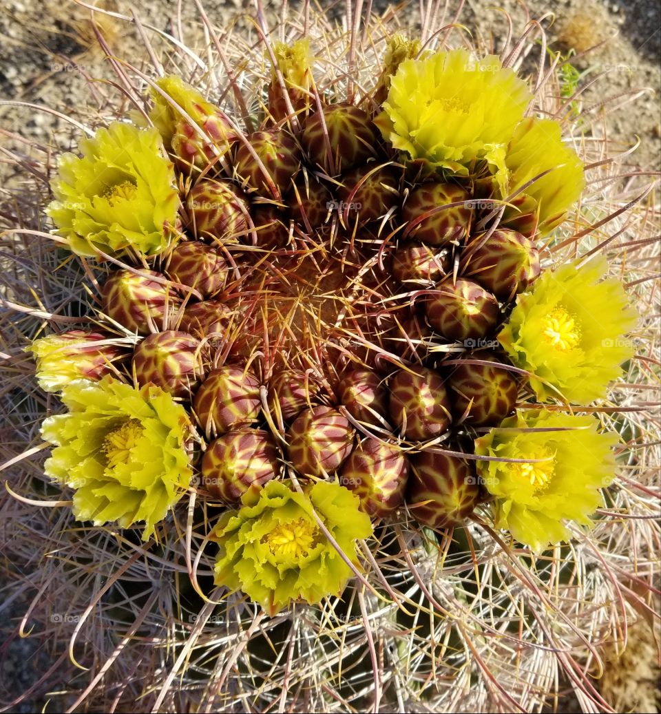 Barrel Cactus in bloom II