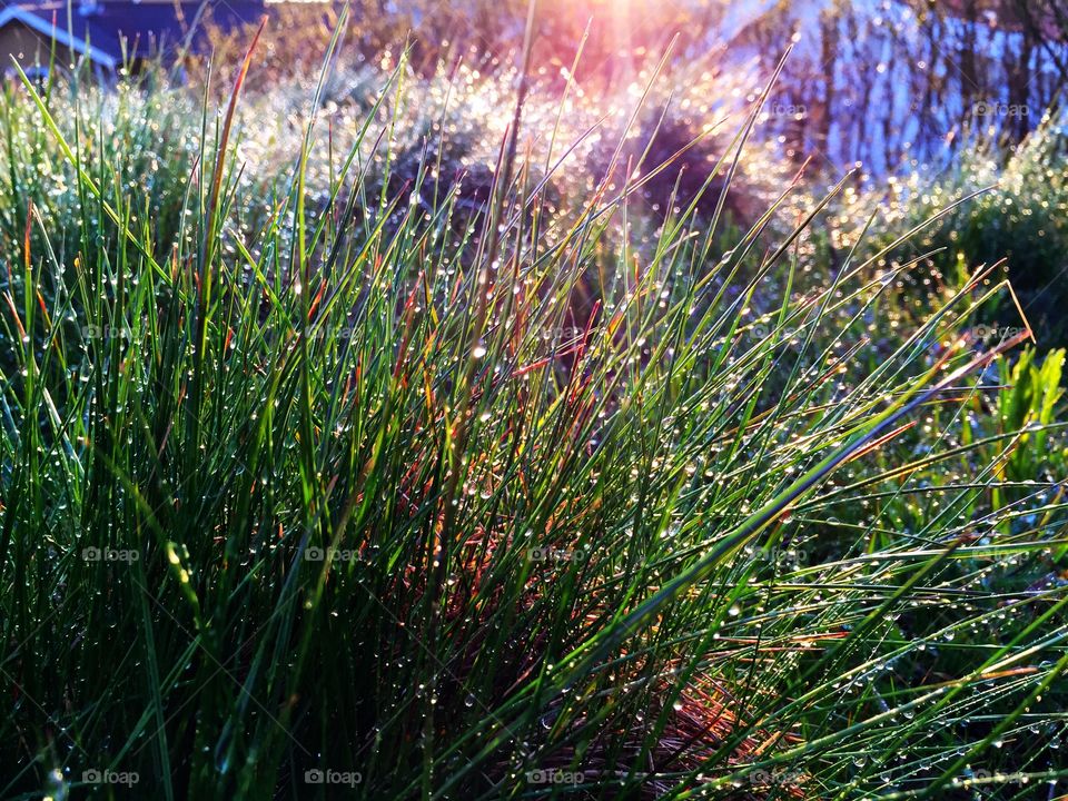 Close-up of wet grass