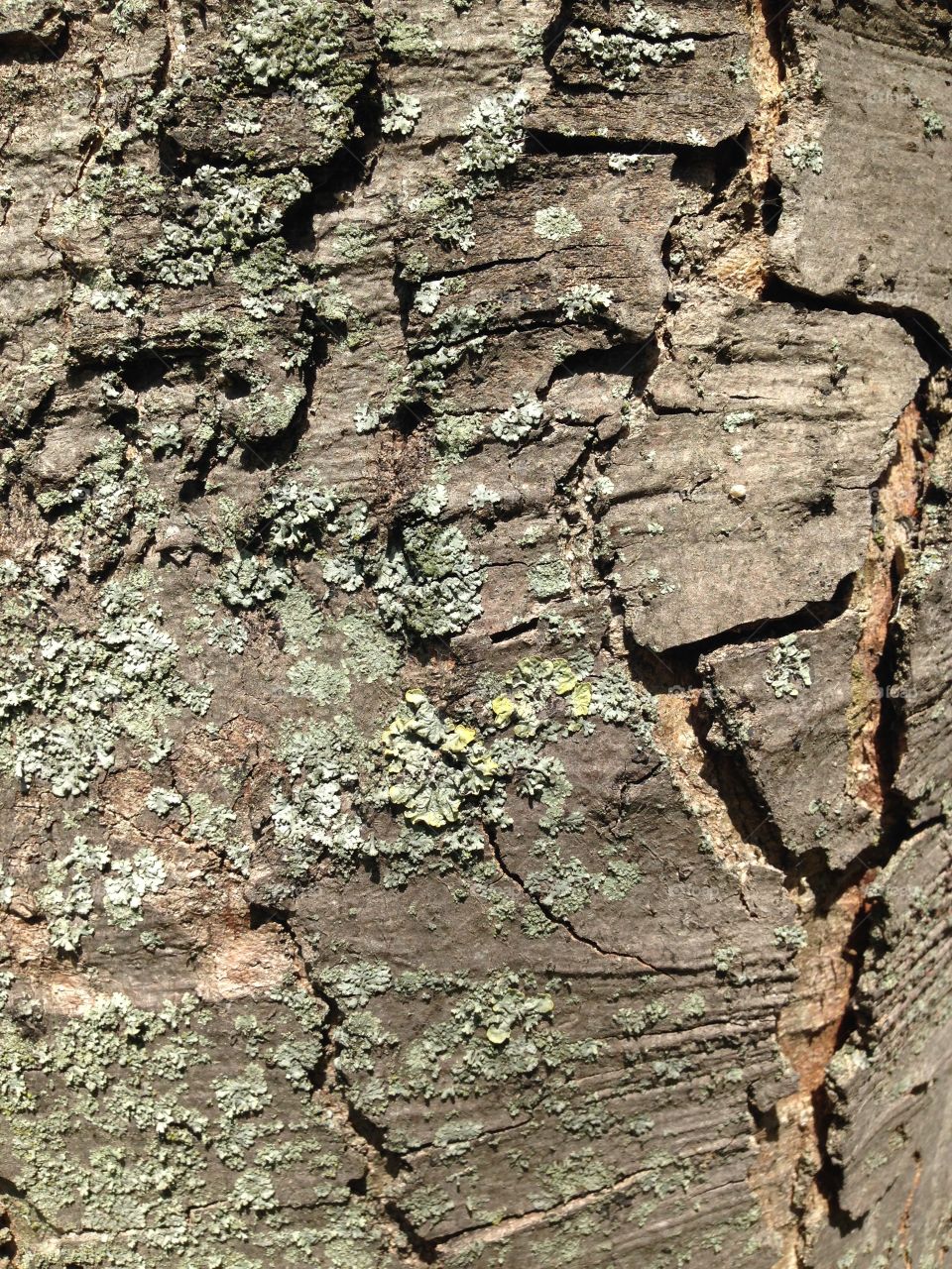 Lichen covered tree bark 