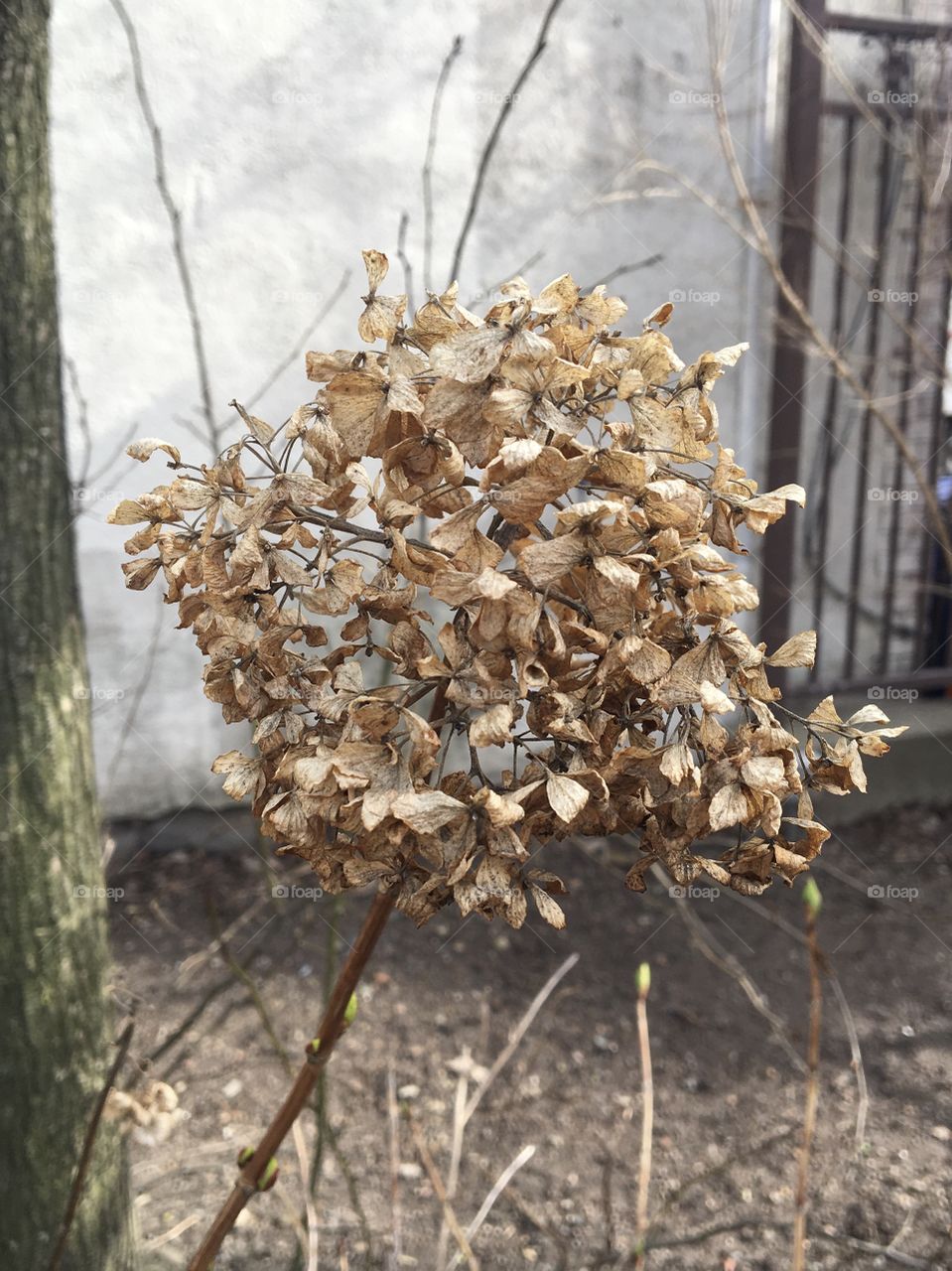 Dried beige hydrangea with tree trunk, fence in background 