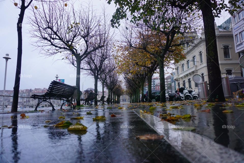 Rain#trees#autumn#season