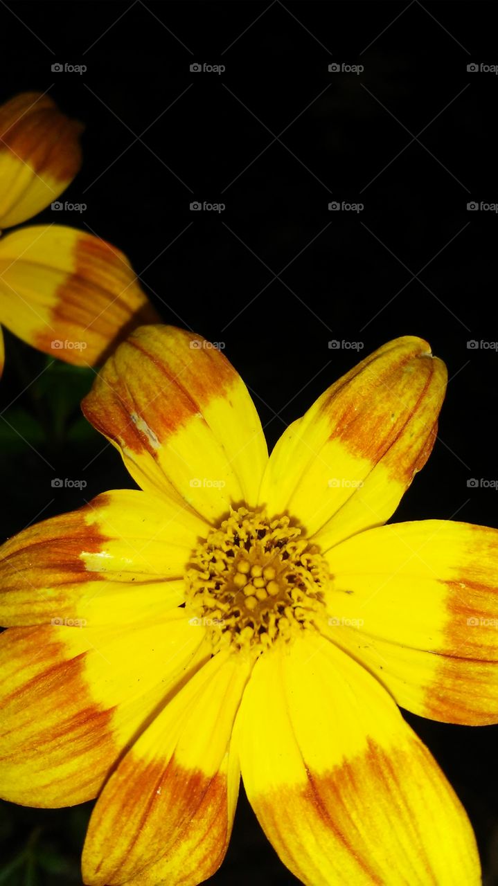 No Person, Flower, Nature, Flora, Summer