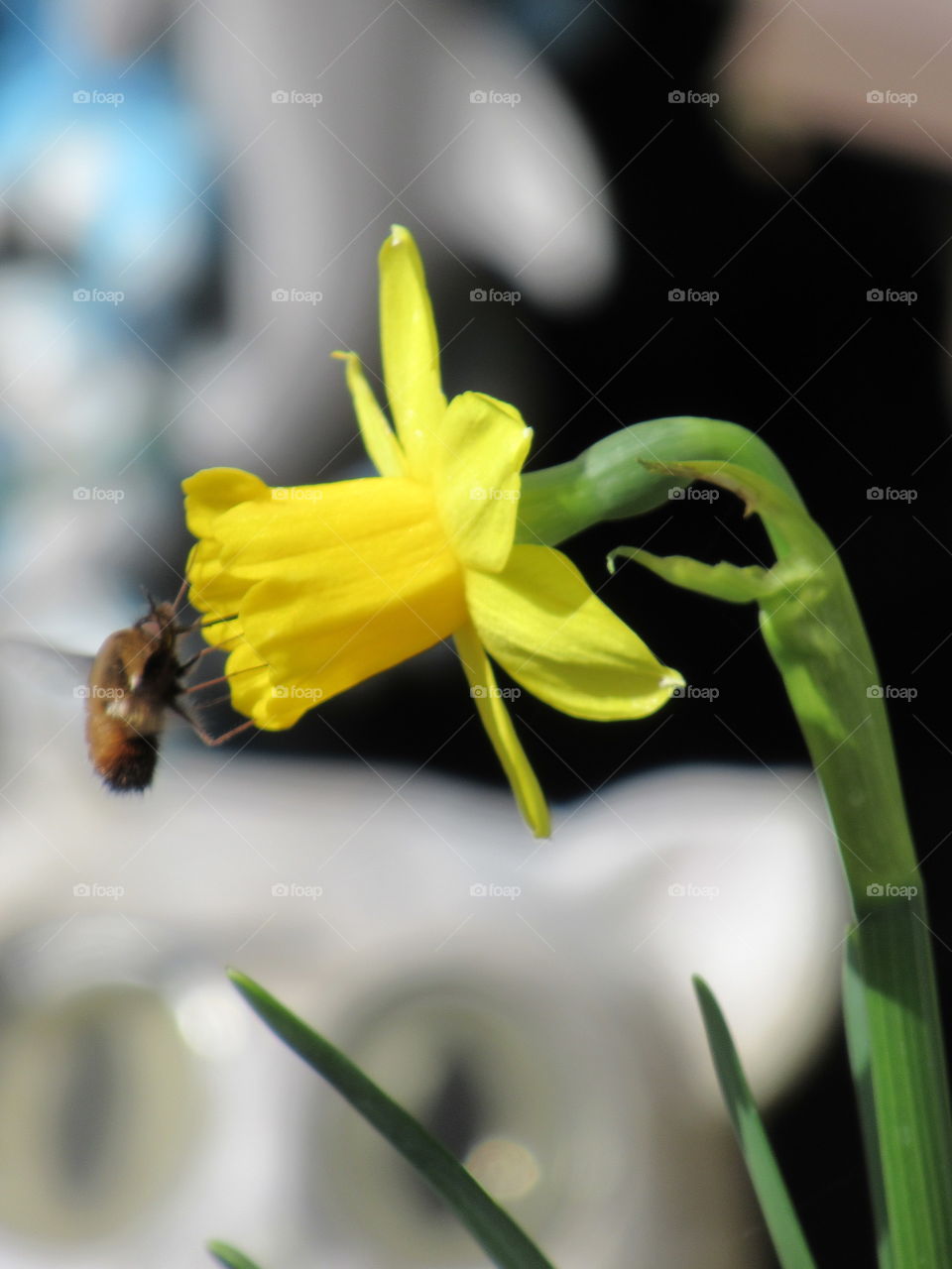 side view of a daffodil and a bee fly hovering next to it