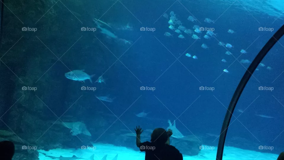 aquarium